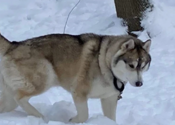 La policía investiga la sospechosa muerte de un perro