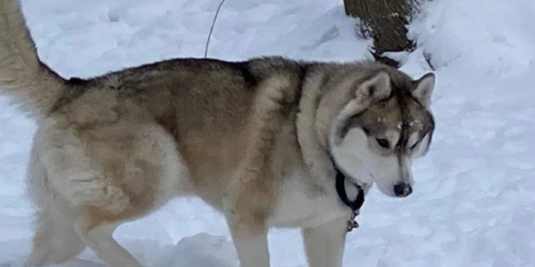 La policía investiga la sospechosa muerte de un perro