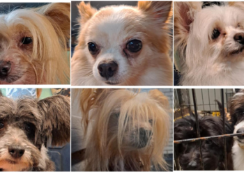 22 perros rescatados de una casa de Coventry en adopción