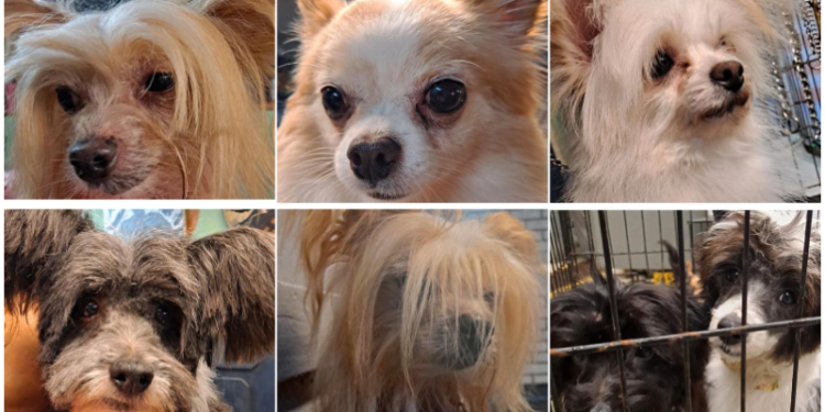 22 perros rescatados de una casa de Coventry en adopción