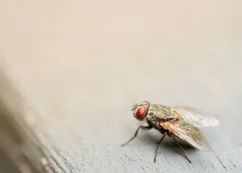 Cómo eliminar las moscas para siempre: 7 trucos infalibles