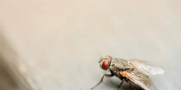 Cómo eliminar las moscas para siempre: 7 trucos infalibles