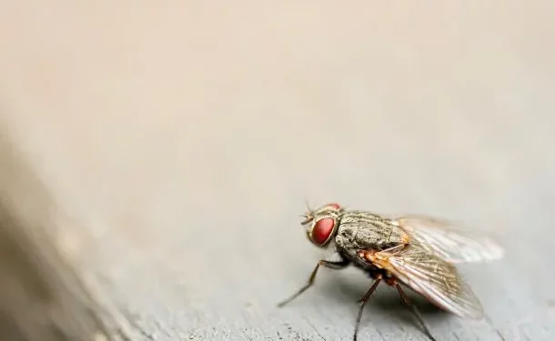 Cómo eliminar las moscas para siempre: 7 trucos infalibles