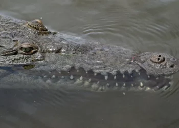 Cocodrilo capturado en Brooklyn se habría tragado un tapón de goma, según un estudio