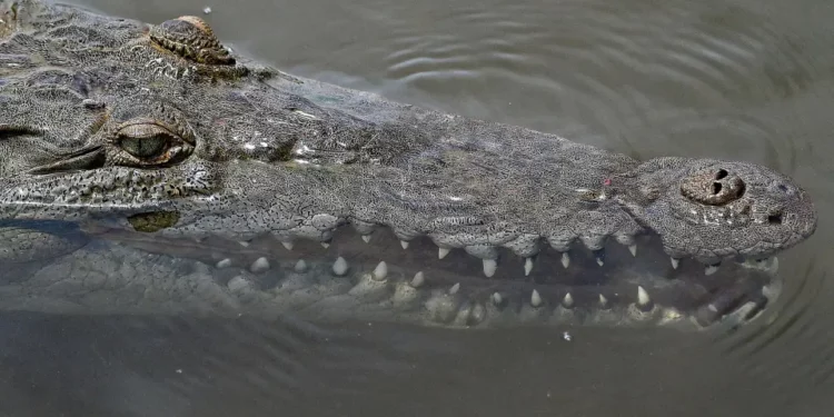 Cocodrilo capturado en Brooklyn se habría tragado un tapón de goma, según un estudio