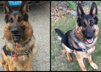 Fallece el K-9 jubilado del jefe de policía de Raynham