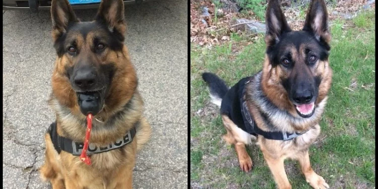 Fallece el K-9 jubilado del jefe de policía de Raynham