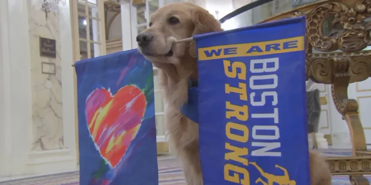 Muere Spencer, el perro del maratón de Boston, tras luchar contra el cáncer