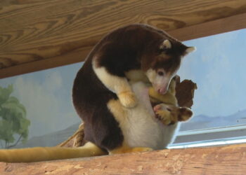 Canguro preparada para dejar la bolsa de su madre en el Roger Williams Park Zoo