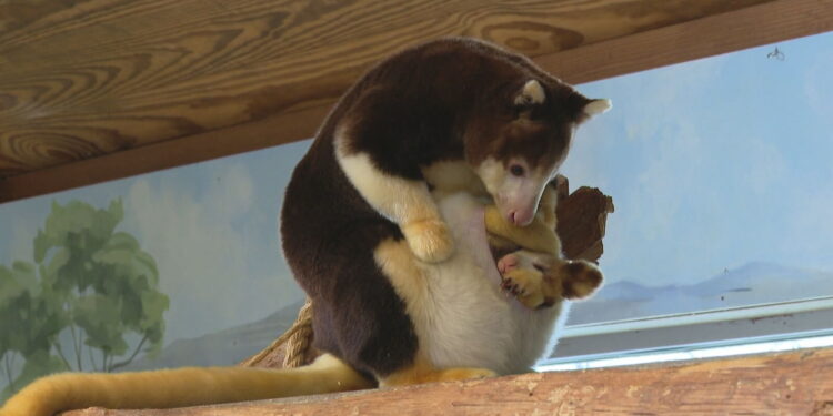 Canguro preparada para dejar la bolsa de su madre en el Roger Williams Park Zoo