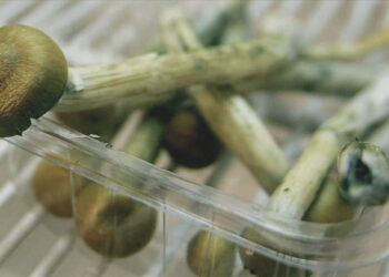 Los legisladores proponen un proyecto de ley para despenalizar las setas mágicas en Rhode Island