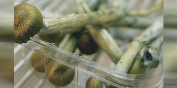 Los legisladores proponen un proyecto de ley para despenalizar las setas mágicas en Rhode Island