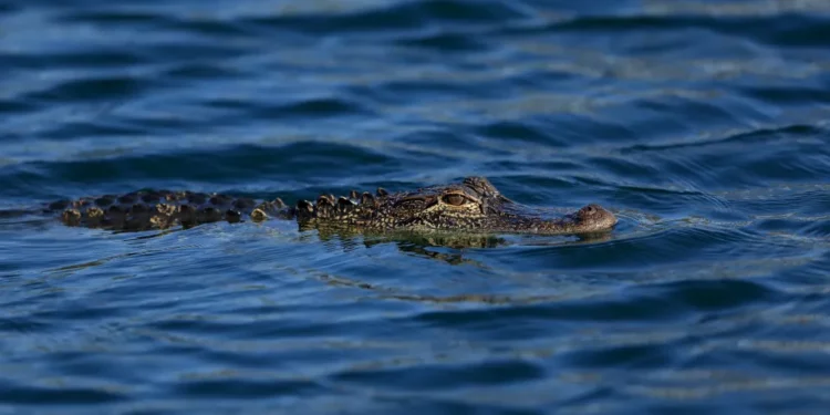 Familia de Florida se encuentra con un caimán de 3.5 metros en la piscina de su casa