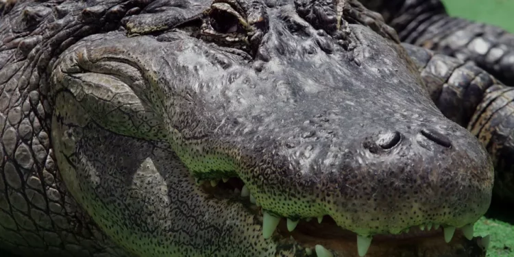 Captan a enorme caimán caminando por un barrio lujoso de Naples, Florida