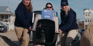 Una foca encontrada varada en Nantucket vuelve al mar