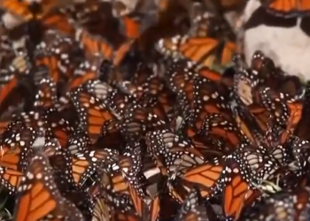 Desciende en un 22% el número de mariposas monarca que invernan en México