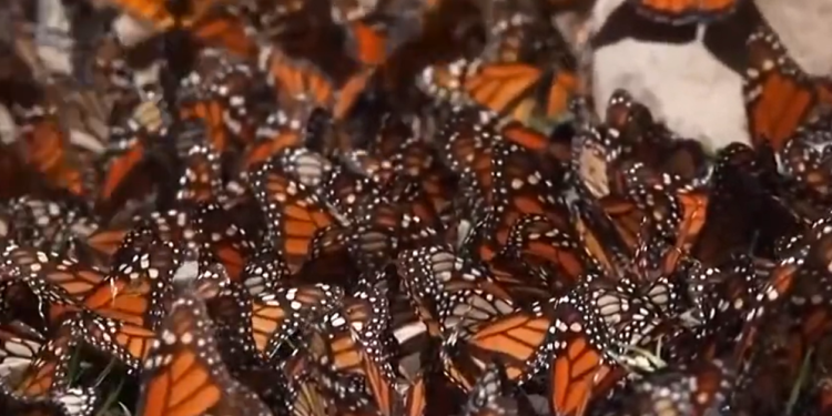 Desciende en un 22% el número de mariposas monarca que invernan en México