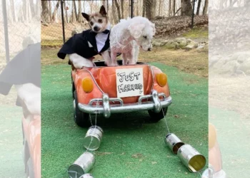 Los perros mayores se casan en Vintage Pet Rescue
