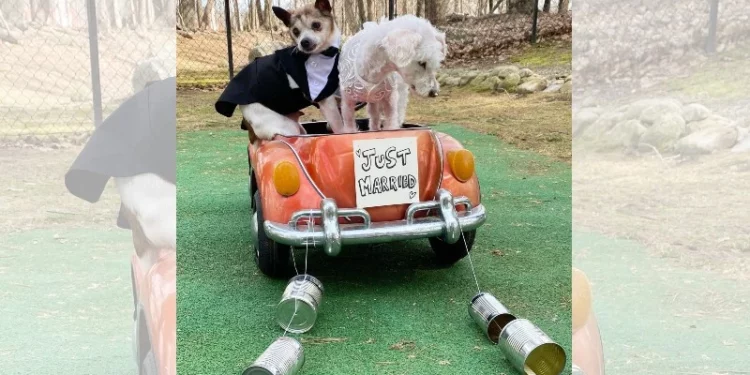 Los perros mayores se casan en Vintage Pet Rescue