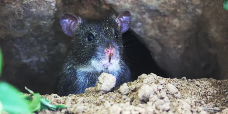 Las ratas en las alcantarillas de Nueva York podrían tener variantes de Covid-19