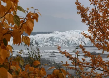 Un perro perdido de Alaska es encontrado después de que cruzara unas 150 millas de hielo marino