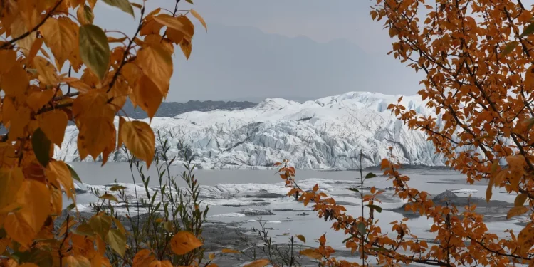 Un perro perdido de Alaska es encontrado después de que cruzara unas 150 millas de hielo marino