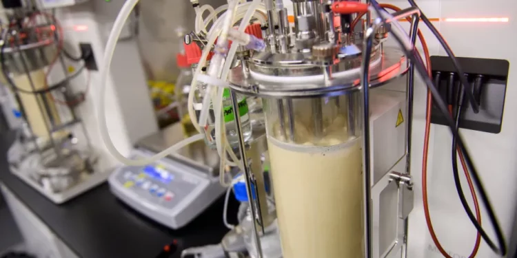 Carne cultivada en laboratorio podría venderse en Estados Unidos muy pronto