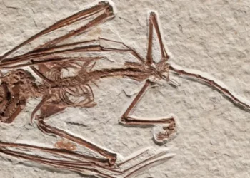 Descubren el esqueleto de un murciélago que vivió hace 52 millones de años; se trata de una nueva especie