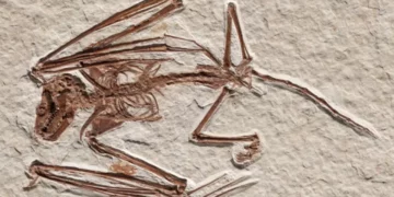 Descubren el esqueleto de un murciélago que vivió hace 52 millones de años; se trata de una nueva especie