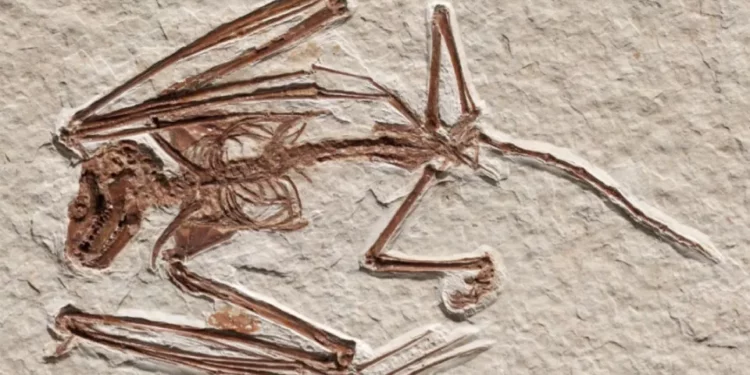 Descubren el esqueleto de un murciélago que vivió hace 52 millones de años; se trata de una nueva especie