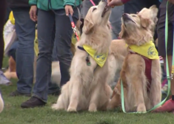 Más de 100 golden retrievers se reúnen en la línea de meta del maratón de Boston