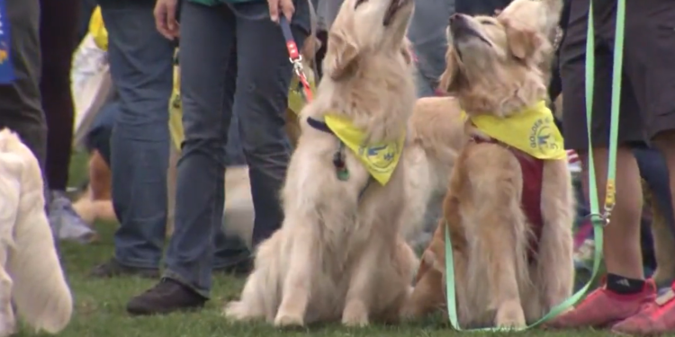 Más de 100 golden retrievers se reúnen en la línea de meta del maratón de Boston