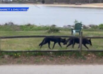 Mantenga su distancia: Coyotes vistos vagando en Warwick