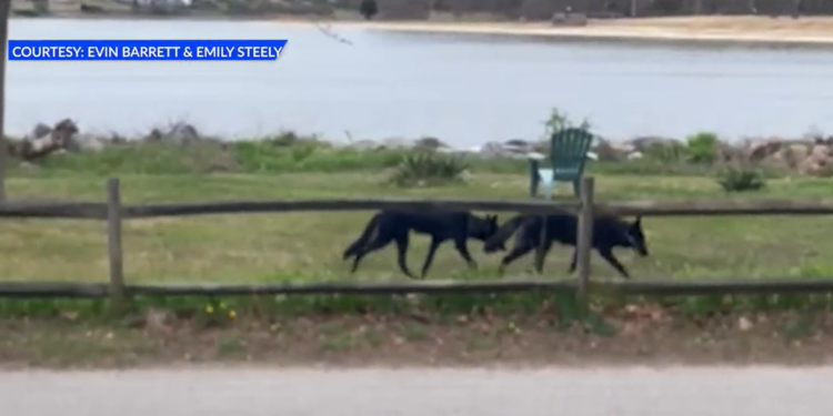Mantenga su distancia: Coyotes vistos vagando en Warwick