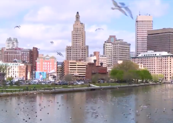 ¿Qué pasa con todas las gaviotas en el centro de Providence?