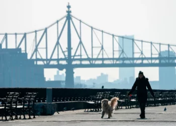 También las mascotas están consumiendo marihuana ahora en Nueva York: alertan veterinarios