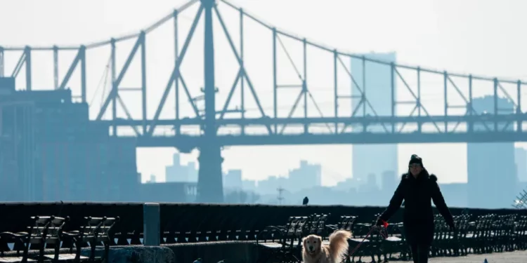 También las mascotas están consumiendo marihuana ahora en Nueva York: alertan veterinarios