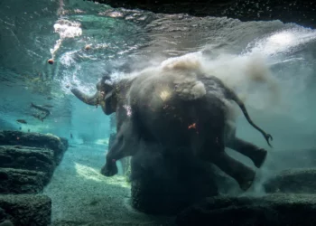 Zoológico de San Diego sacrifica a elefante de 59 años