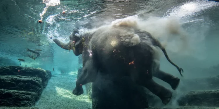 Zoológico de San Diego sacrifica a elefante de 59 años