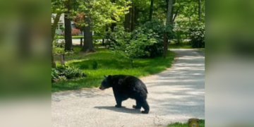 Oso avistado en barrio de Mansfield