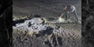 Policía de Florida intenta atrapar a un caimán en la playa y descubre que está hecho de arena