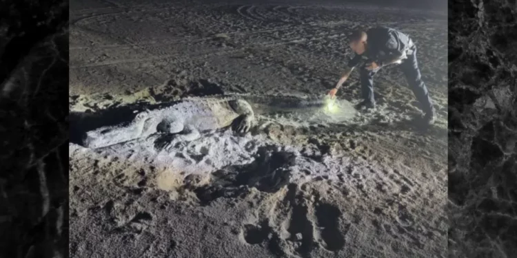 Policía de Florida intenta atrapar a un caimán en la playa y descubre que está hecho de arena