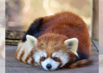 El zoo Roger Williams Park da la bienvenida a un nuevo panda rojo