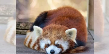 El zoo Roger Williams Park da la bienvenida a un nuevo panda rojo