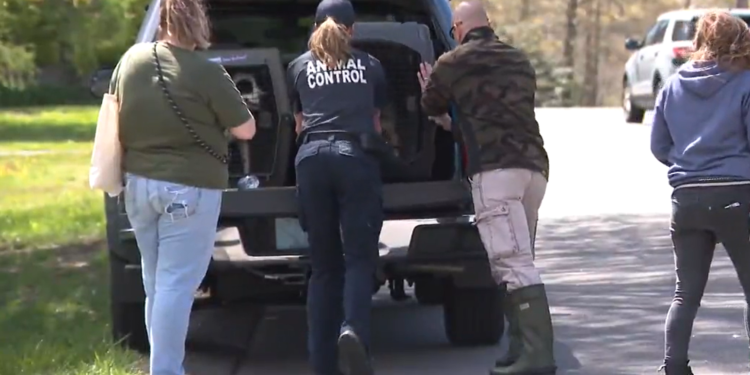 34 perros rescatados de una casa «inhabitable» en Tiverton