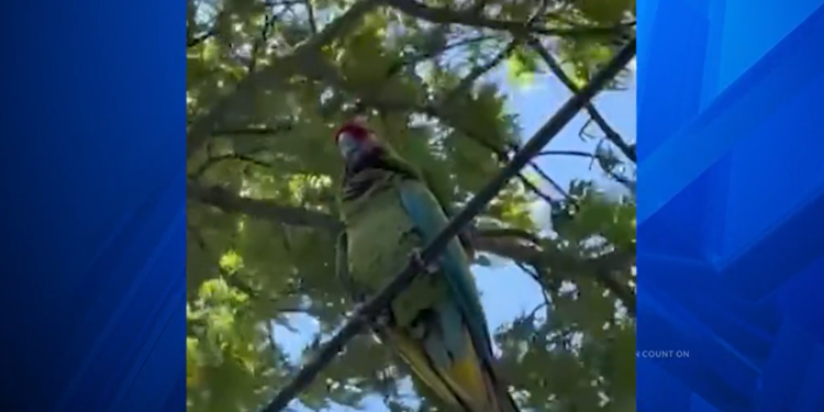 Un guacamayo avistado en el barrio de Cranston voló desde el Roger Williams Park Zoo