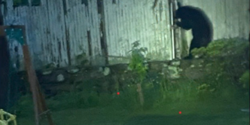 La policía busca un oso negro avistado en Fall River