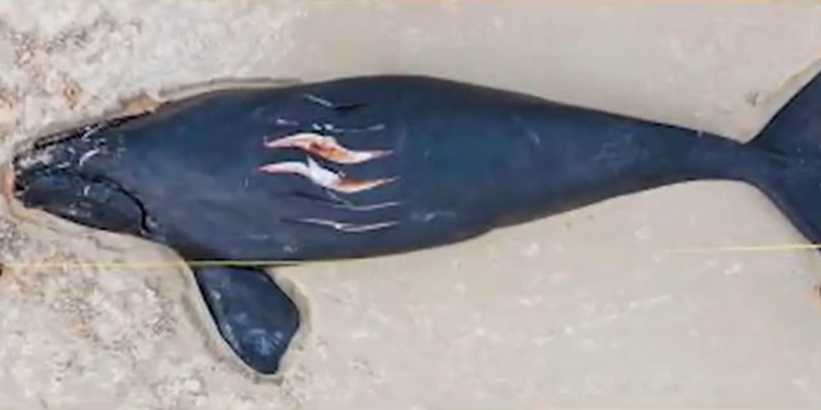 ¿Podrían las protecciones propuestas para las ballenas francas afectar al transbordador de Block Island?