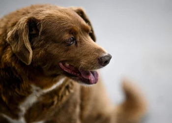 ¡Feliz cumpleaños! El perro más longevo del mundo cumple un año más