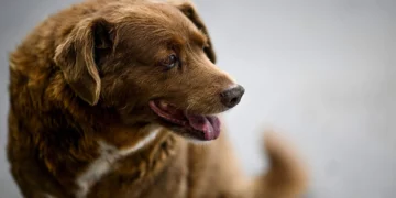 ¡Feliz cumpleaños! El perro más longevo del mundo cumple un año más